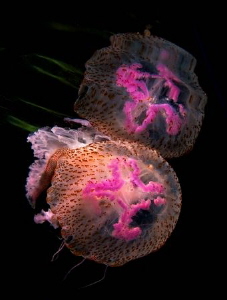 Reflections of a Pelagia noctiluca by Roland Bach 